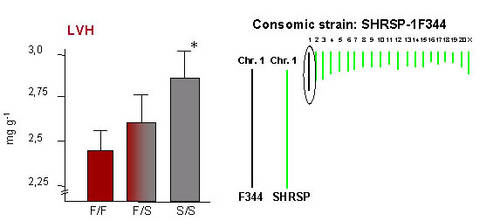 Linkes Bild: Genotyp-Phnotyp Beziehung beim QTL fr LVH (aus dem Verhltnis relatives LV Gewicht in mg/g) auf RNO1. S: SHRSP Allele; F: F344 Allele. * pp=1.7  10-9 vs. F/F. Rechtes Bild: Die Erzeugung des konsomischen Stamms SHRSP-1F344, in dem RNO1 aus F344 in den SHRSP Background eingezchtet wurde.