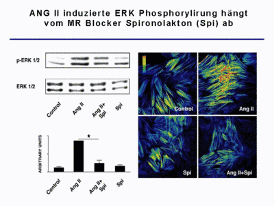 Abb. 3 Ang II induzierte ERK Phosphorylierung hngt vom MR Blocker Spironolakton (Spi) ab.